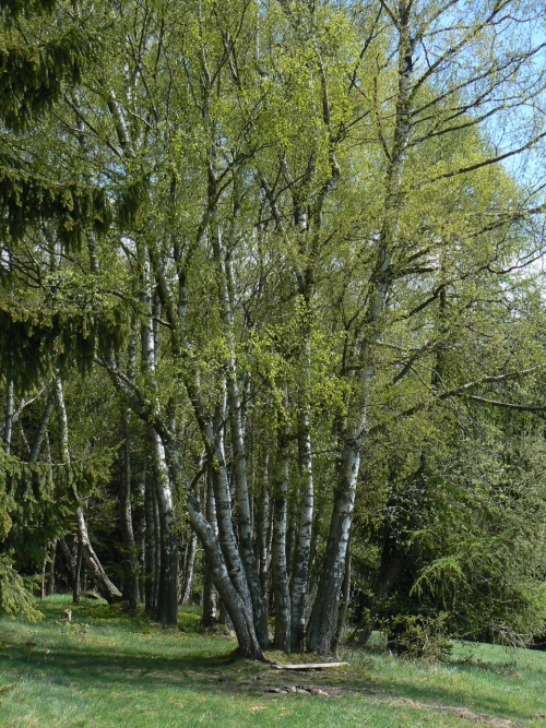 Bzky na vrcholu Janke