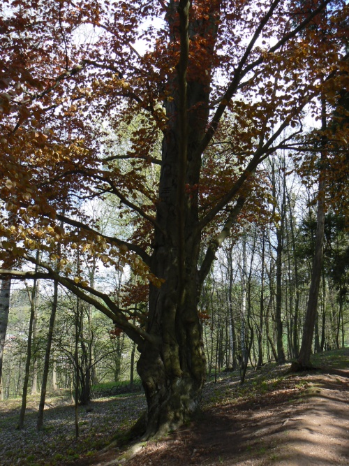 Star buk ve Starm parku