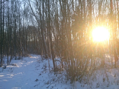 Les u soutoku Labe s Principlkem