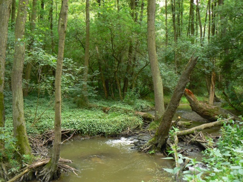 Tich dol ntickho potoka