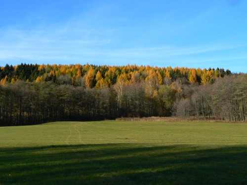 Barevn les na bo Jankova kopce