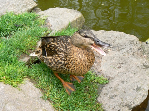 Jak to vypad u kaenky v zobku