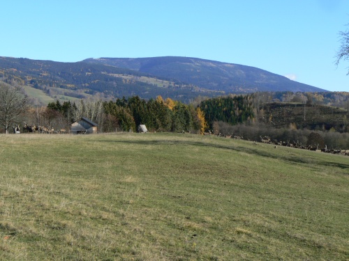 Jeleni pod ernou horou