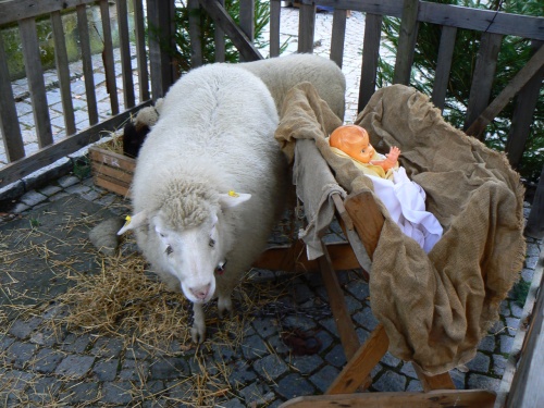 Oveky a Jeek v Betlm na sen