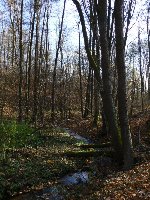 Přirozený les kolem Vápenického potoka