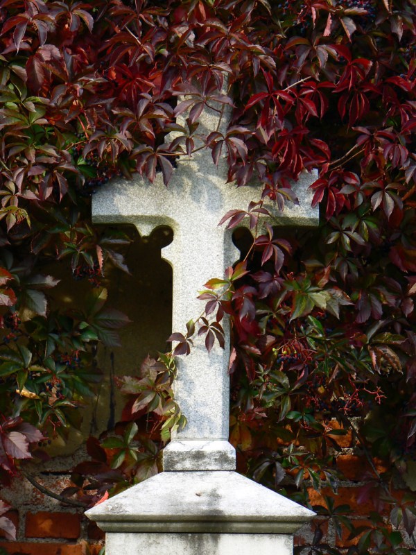 Bílý kříž, obklopený podzimně červenými listy psího vína