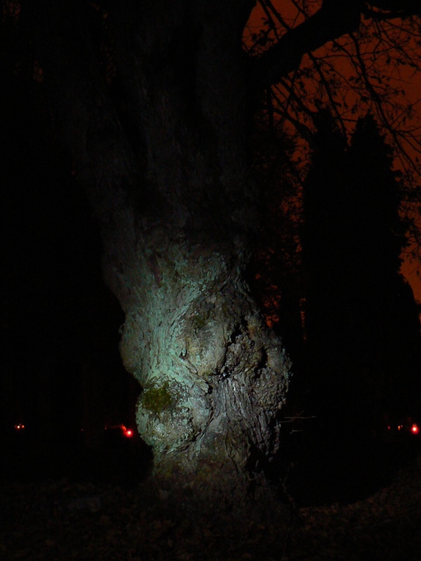 Peň prastarého stromu ve stříbrném svitu měsíčním