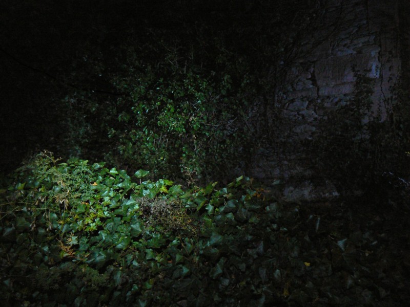 Ruiny, zarostl beanem