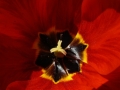 tulipan02.jpg, 20 kB