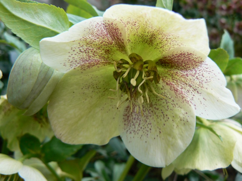 cemerice.jpg, 119 kB