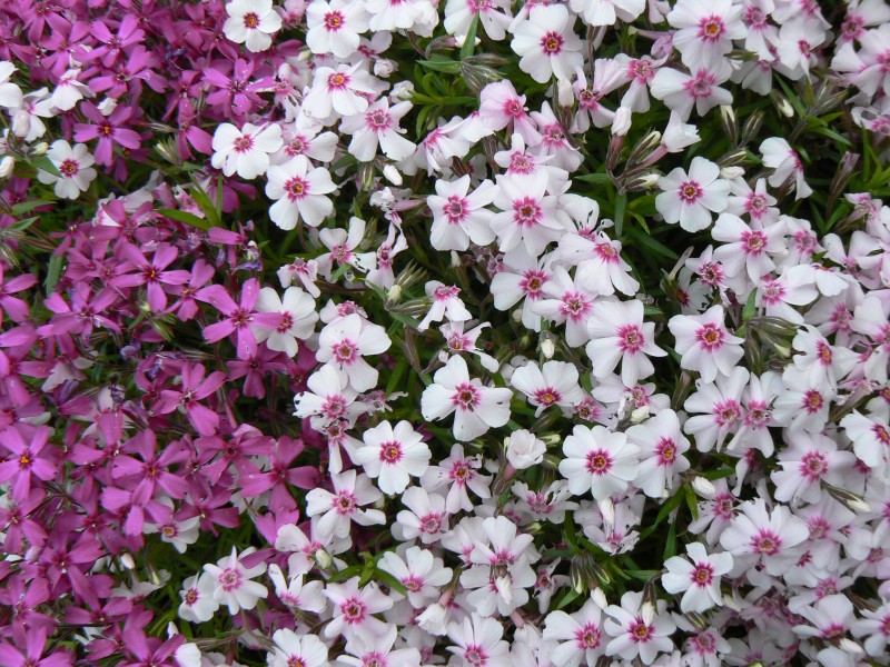 floxicka.jpg, 215 kB