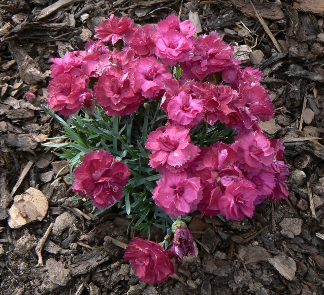 karafiat.jpg, 181 kB