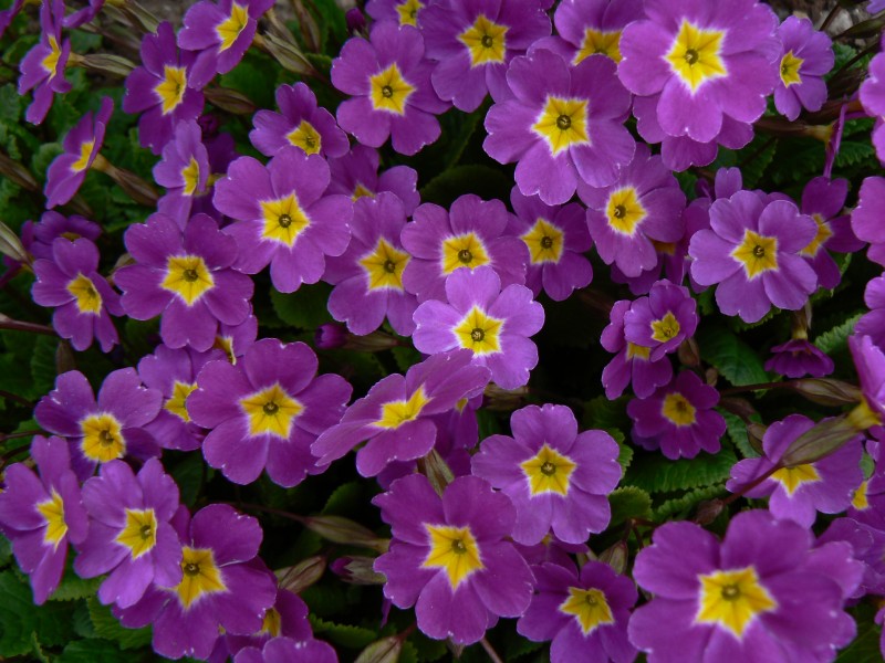 petrklice.jpg, 145 kB