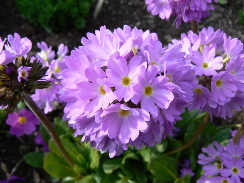 prvosenka.jpg, 122 kB