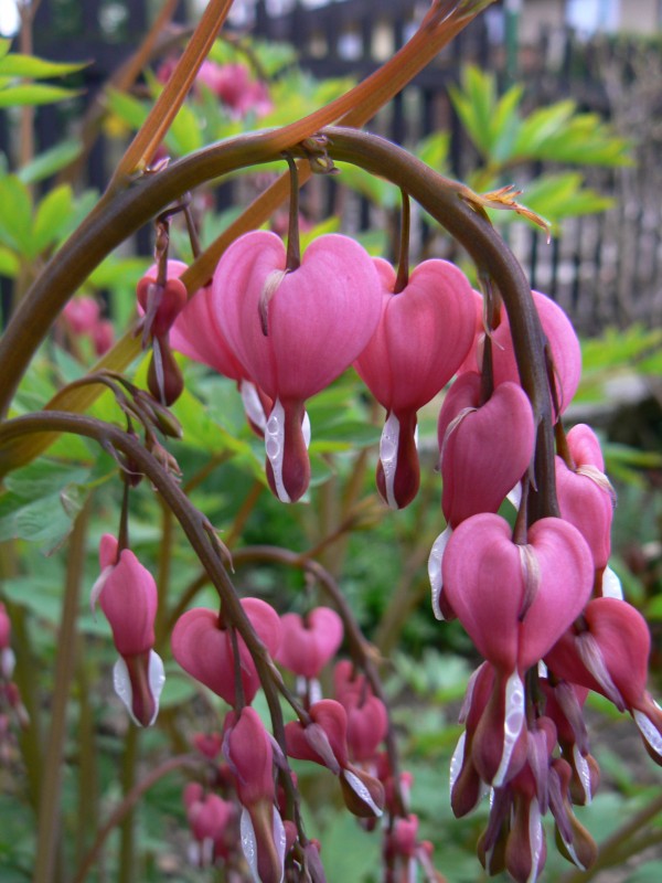 srdcovka.jpg, 121 kB