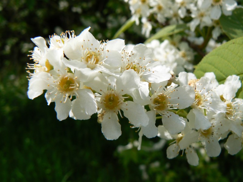 stremcha.jpg, 106 kB