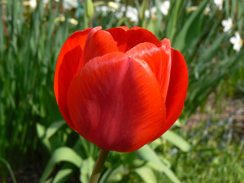 tulipan01.jpg, 99 kB