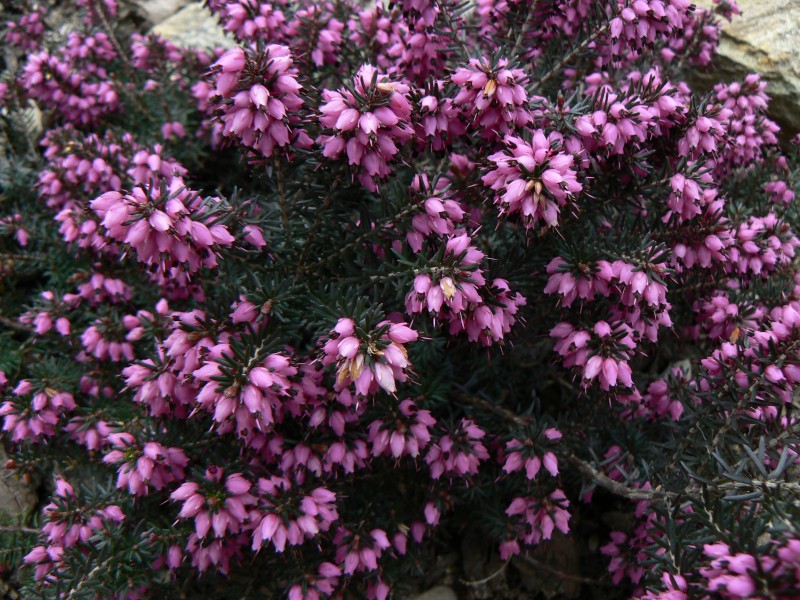 vresovec.jpg, 198 kB