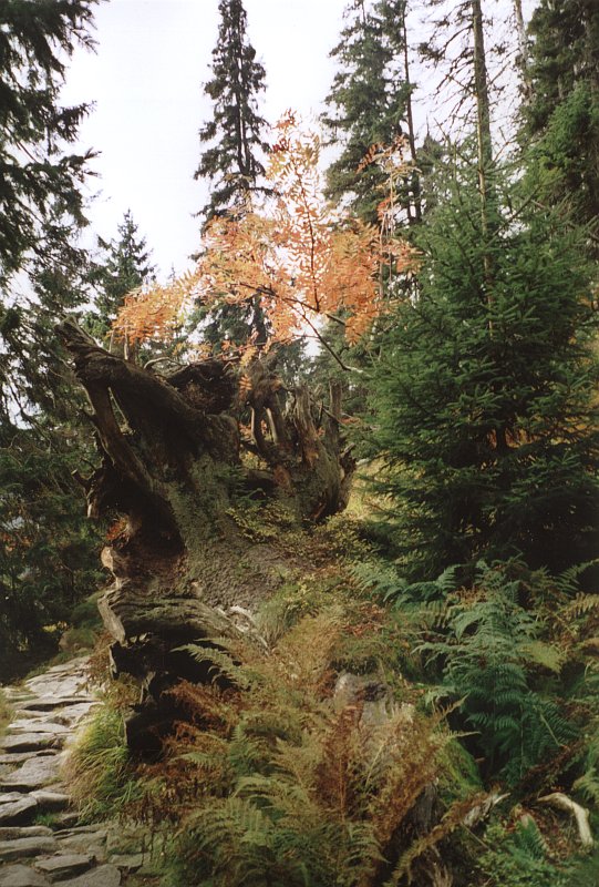 cesta_dolem.jpg, 146 kB