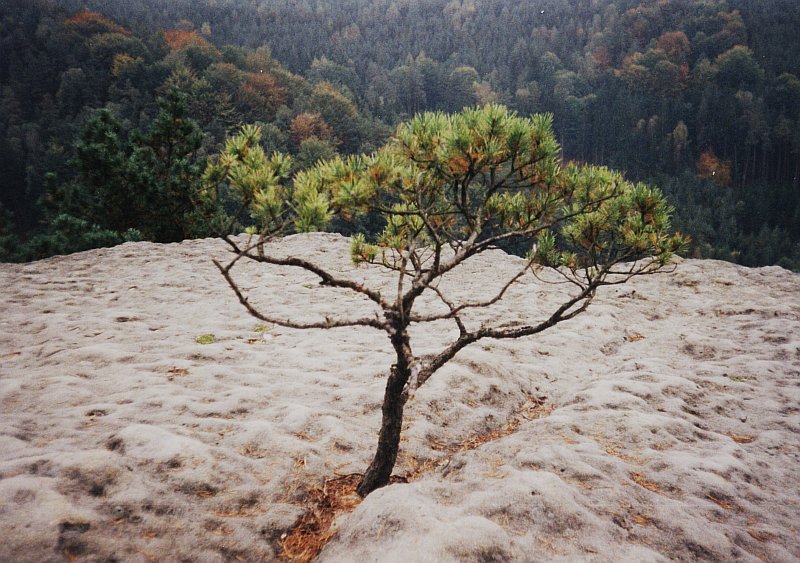 borovicka02.jpg, 133 kB