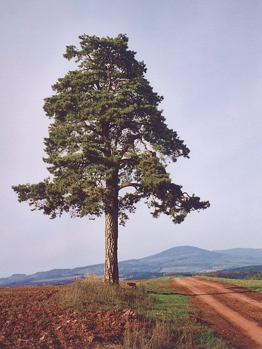 pricnicka01.jpg, 97 kB