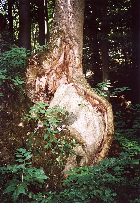 strom_kamen.jpg, 163 kB