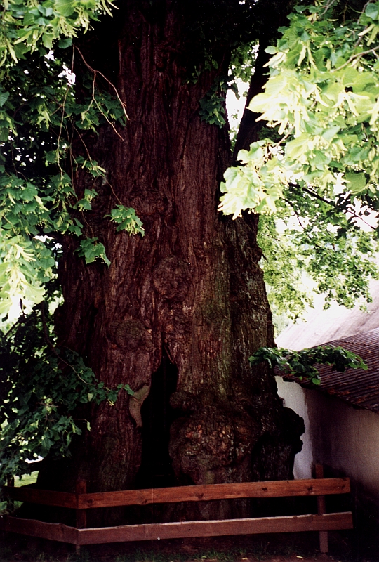 zpivajici02.jpg, 414 kB