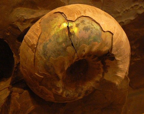 Tenhle úžasný amonit je k vidění v nádherném geologickém muzeu ve Szklarske Porebě