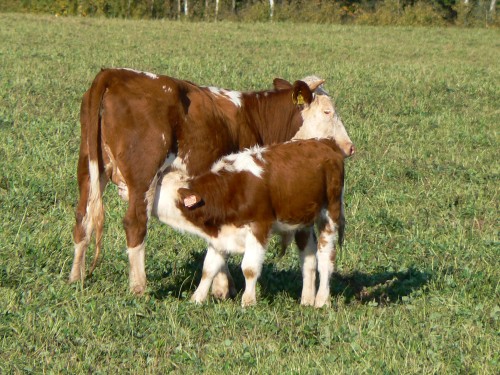 Rodinn idylka na krsn pastvin na Mal Snce