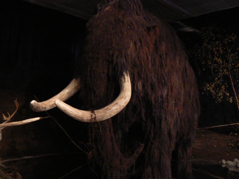mamut.jpg, 73 kB