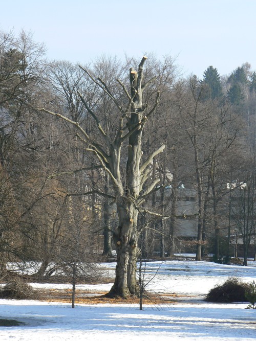 Strom po ořezu