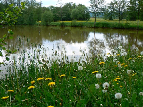 Kovark v dob nejkrsnjho jara