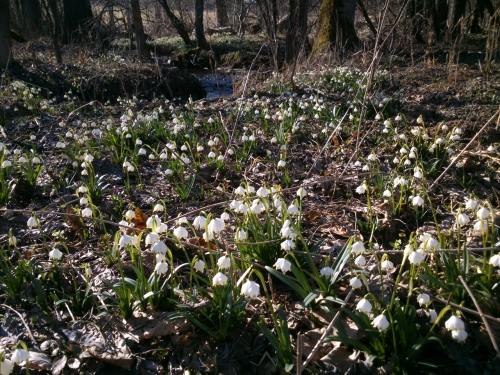 Bledulky u budoucho stadionu