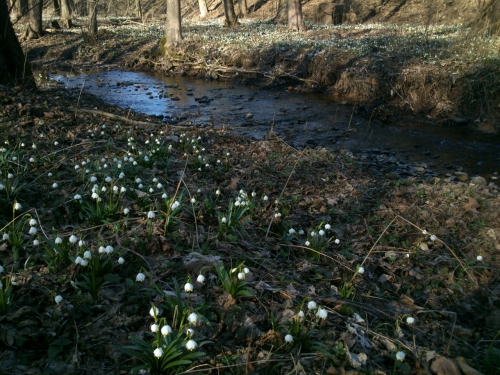 Bledulky na zatku Berlna