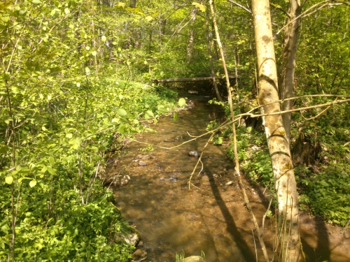 Moje cesta dom dungl