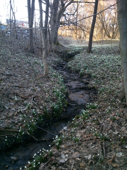 Bl kousek od pramene