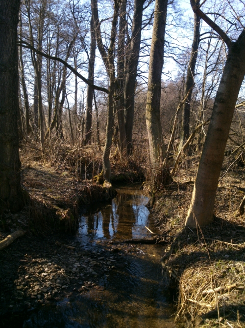 V divoin na bezch Bl