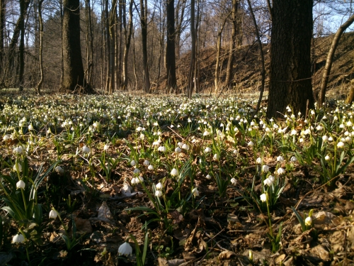 Kolem Bl jsou na pznivch mstech cel zhony bledulek
