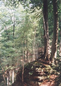 Scenrie z okol Dlov cesty