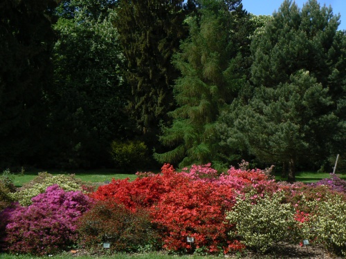 Kvetouc kee v botanick zahrad