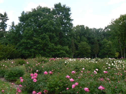 Zhon pivonk v Botanick zahrad