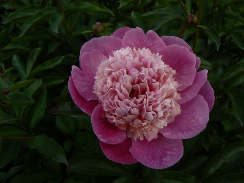 Jedna z mnoha ndhernch pivonk