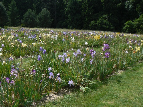 Zhon kosatc v Botanick zahrad