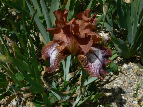 Jeden z mnoha asnch kosatc