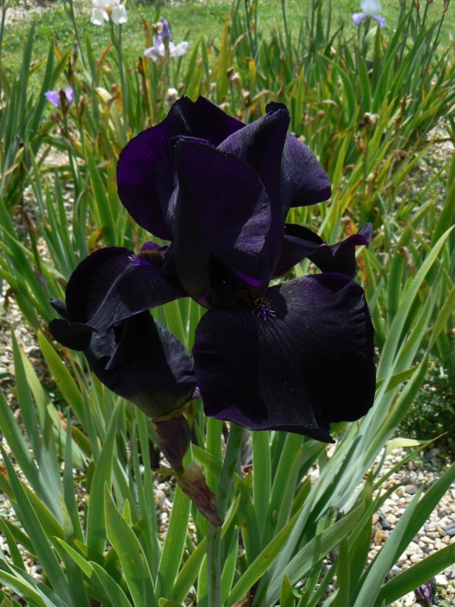 Krsn kosatec jako sametov