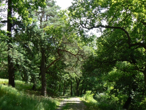 Cesta do dol Dobejovickho potoka