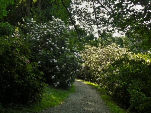 Cesta mezi rododendrony
