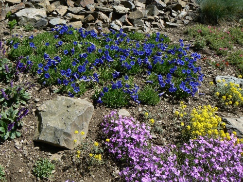 Modr hoce, fialov floxika a lut taice