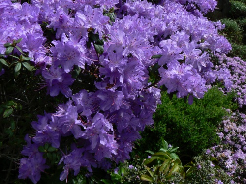 Detail kvt na azalce