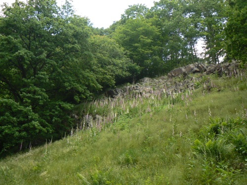 Str porostl nprstnky